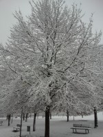 /album/nevicata-22-febbraio1/a20130222-164056-jpg1/